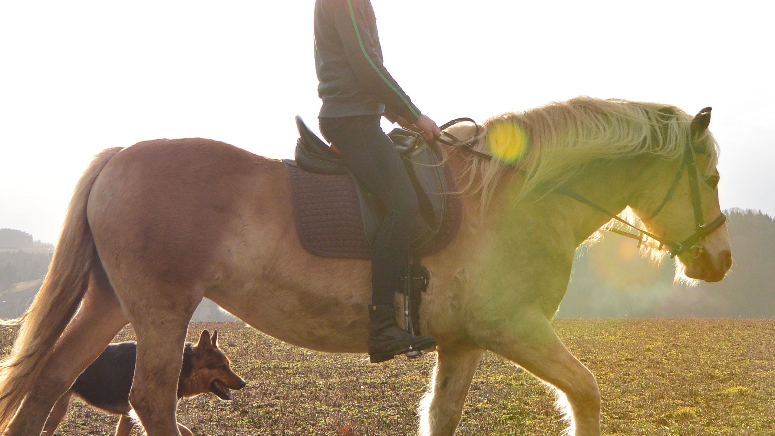 Dynamic Neuro-cognitive Imagery